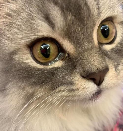 小猫在电脑前哭泣的声音代表什么？