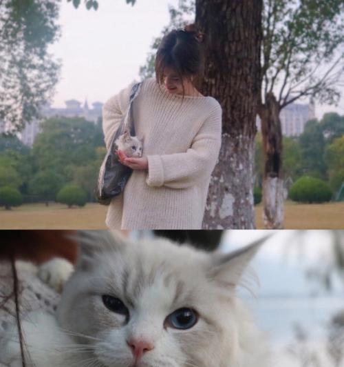 华为手机猫猫拍照怎么关闭？设置方法是什么？