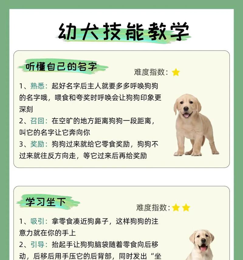 宠物带运动相机怎么用的？使用方法和注意事项是什么？