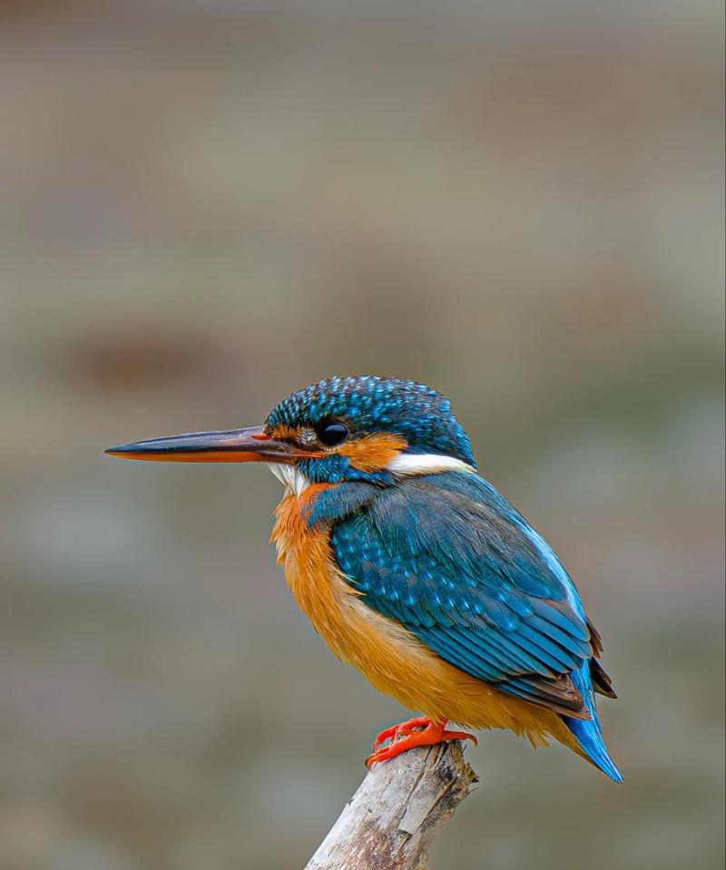 为什么鸟会被手机吸引？手机对鸟类有什么影响？